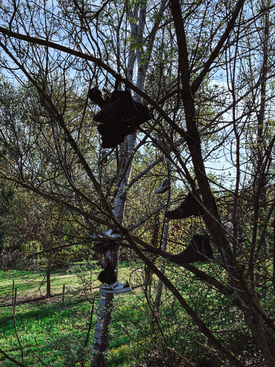 Tree with shoes